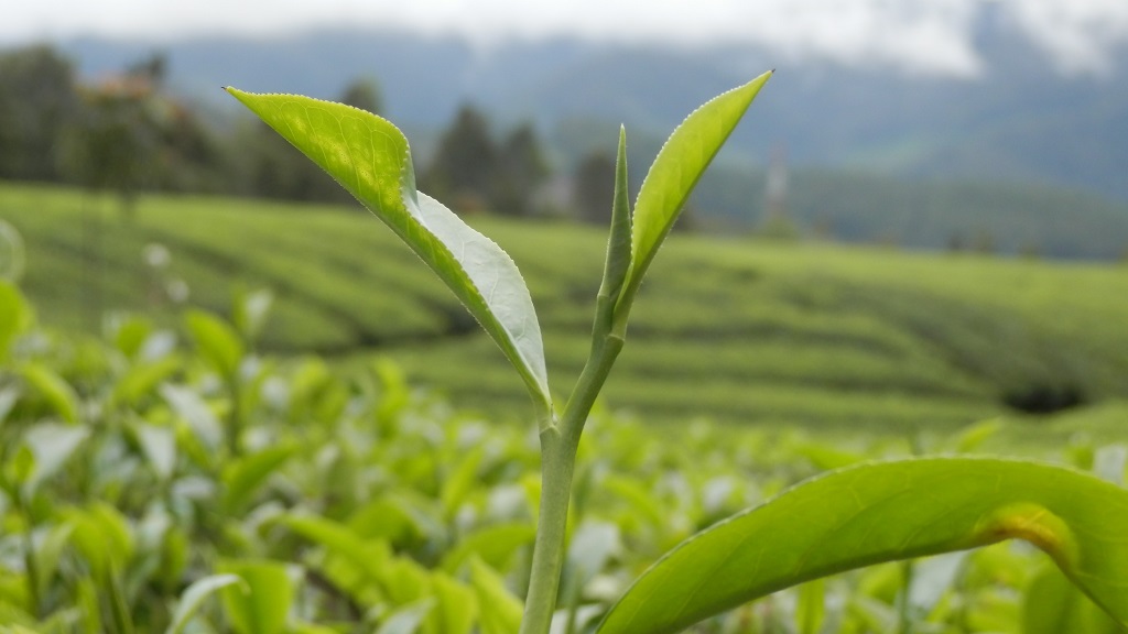 Teh sebagai Obat Herbal untuk Ramuan Sakit Kepala Sebelah