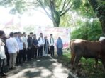 Idul Adha 1444 H, Pemkab Solok Selatan Sembelih 41 Ekor Sapi dan dua Ekor Kambing