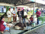 Universitas Negeri Padang Laksanakan Pemotongan 12 Sapi Kurban di Kampus