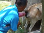 Pesisir Selatan Tingkatkan Kualitas dan Populasi Sapi Melalui Pola Inseminasi Buatan