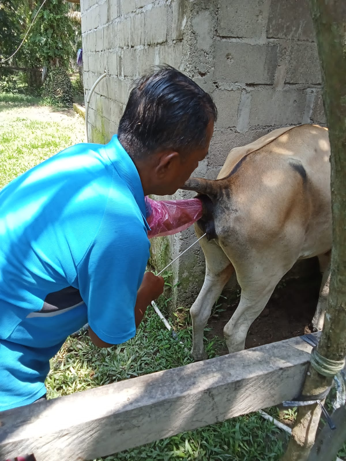 Pesisir Selatan Tingkatkan Kualitas dan Populasi Sapi Melalui Pola Inseminasi Buatan